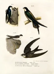 Schwalbe, 1864